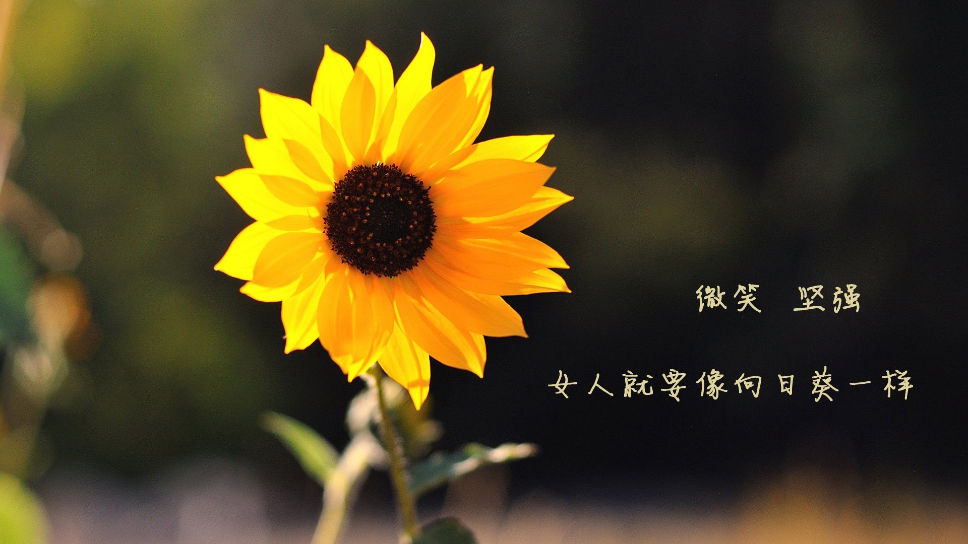 九游官网下载电脑版-历史性羽毛球比赛使用全息辅助系统，羽毛球辅助训练工具