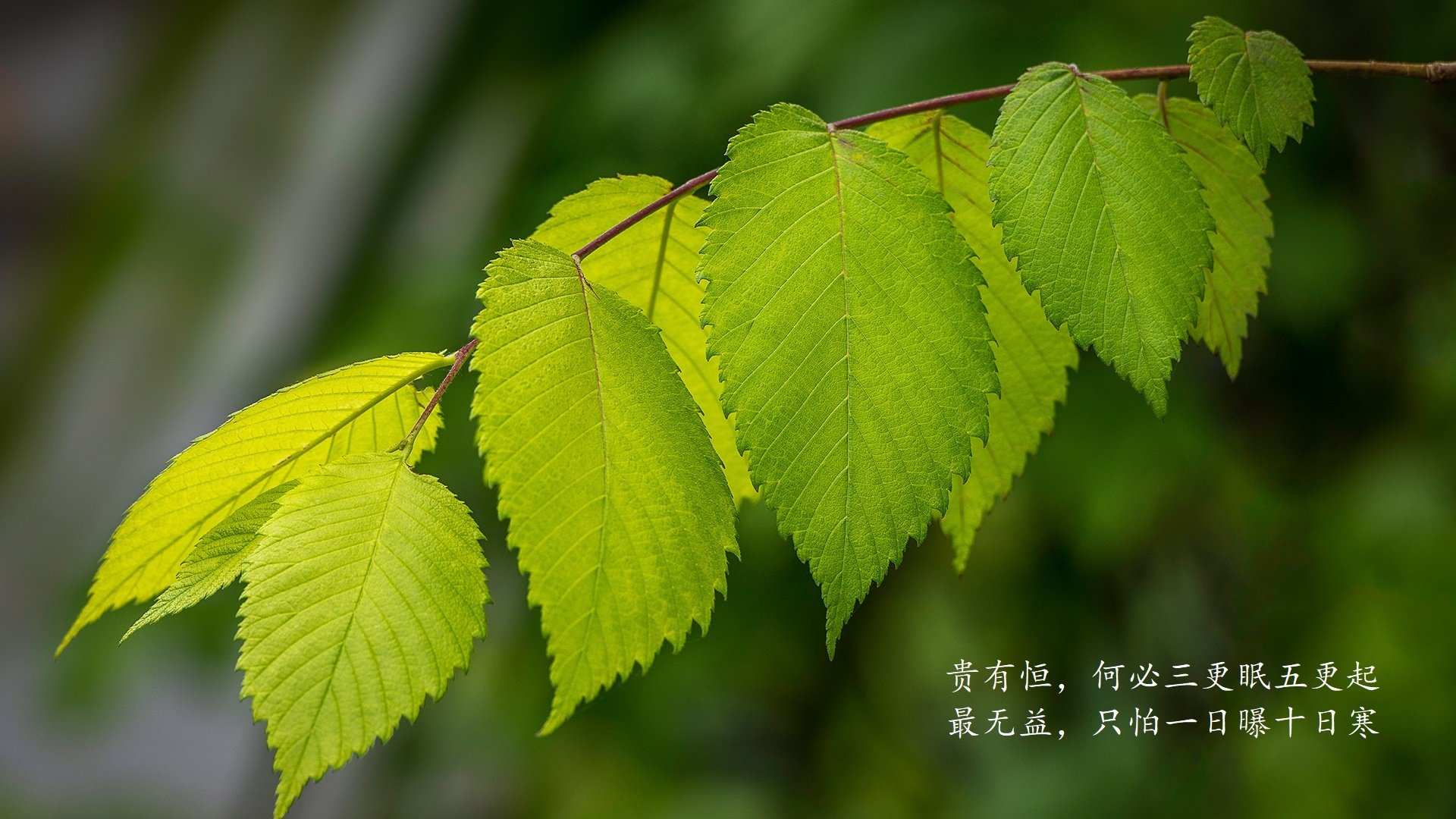 九游9游-欧冠淘汰赛：那不勒斯希望染指冠军宝座，那不勒斯欧战成绩