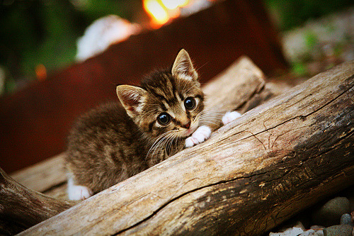 九游jiuyou-麦基翁200米仰泳决赛技压群芳，游泳名将麦基翁